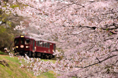 桜につつまれて