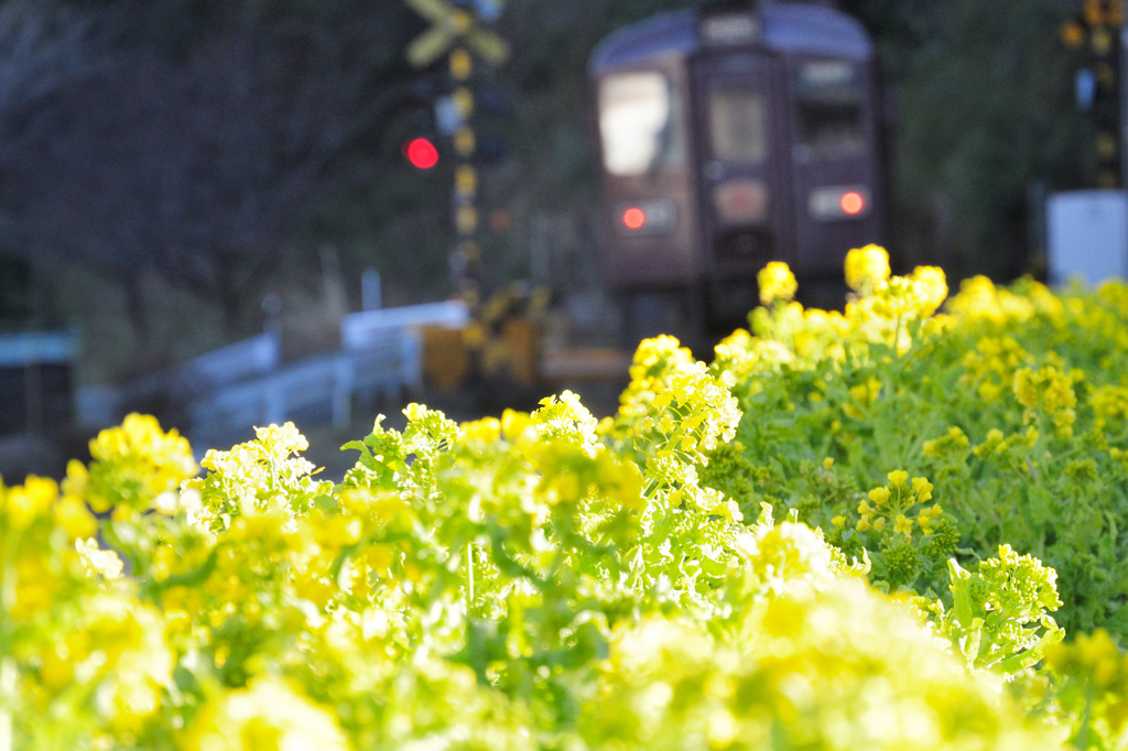 Spring of Life