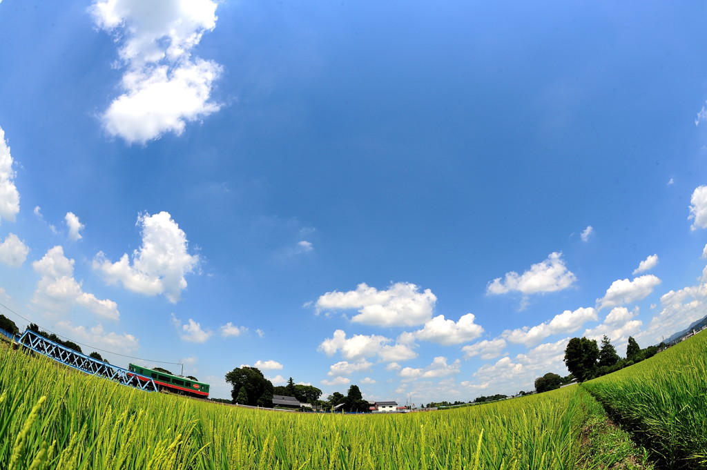 盛夏を行くスイカ君