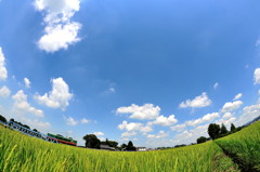 盛夏を行くスイカ君