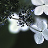 Snow-white