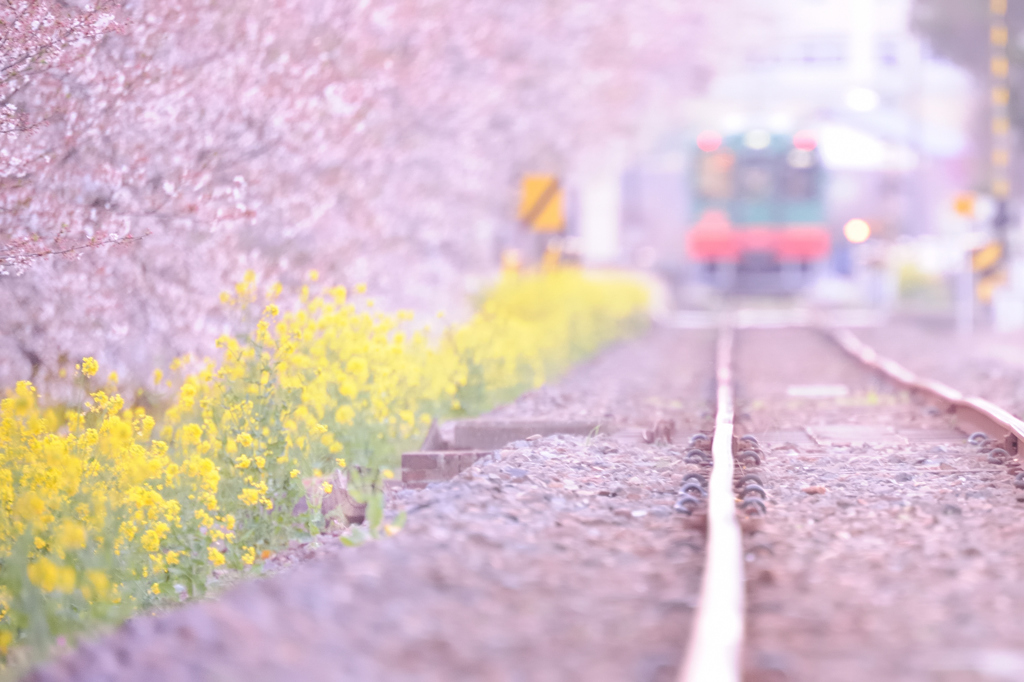 花霞