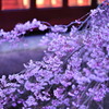 桜・最終章
