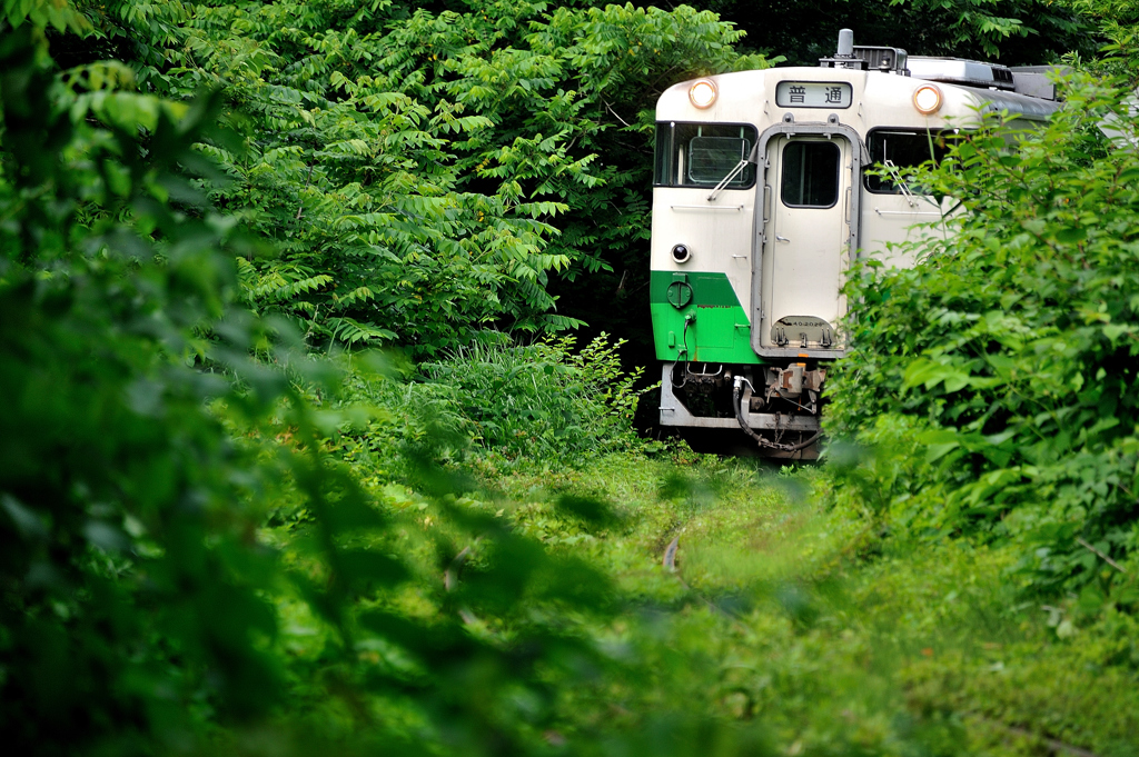 Jungle Train