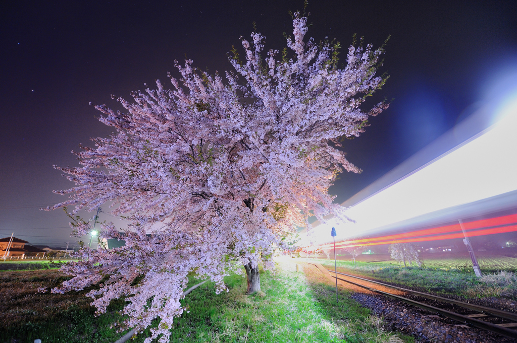 桜に魅せられた夜