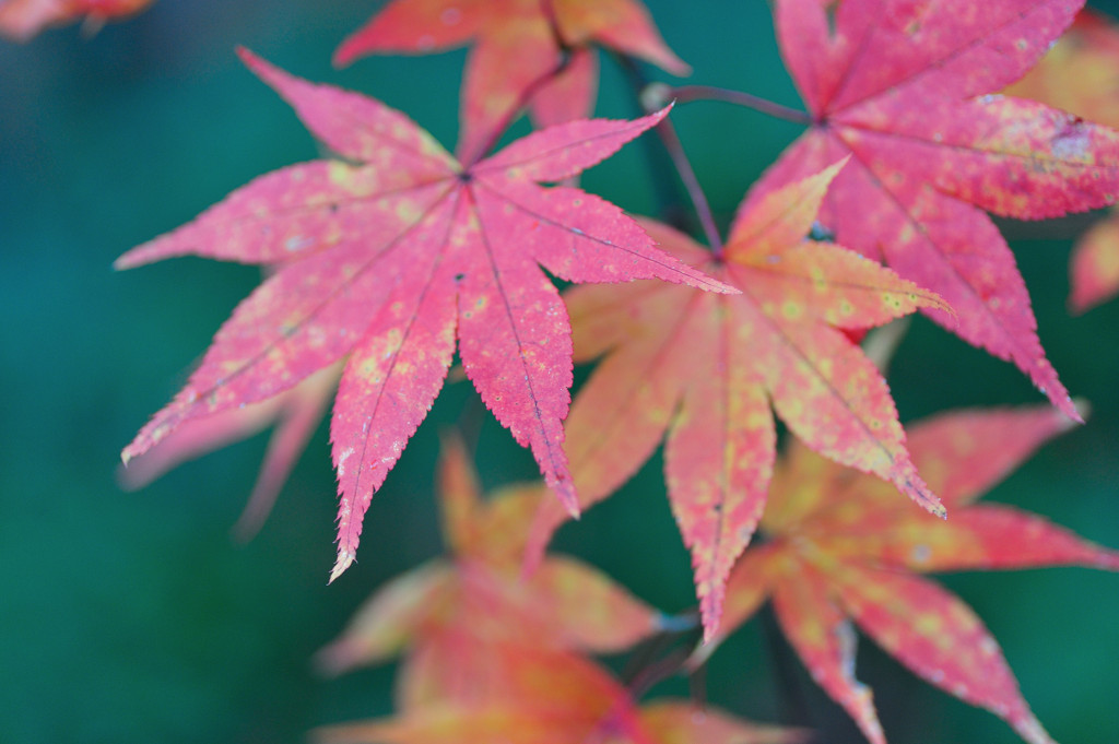 Japanese maple