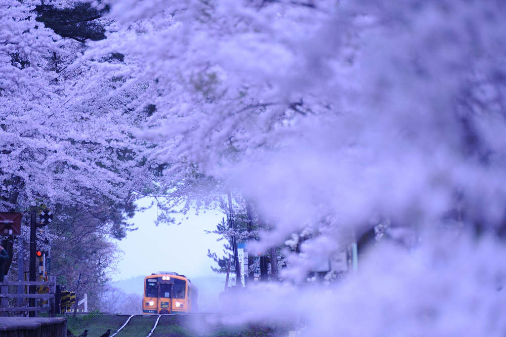 花霞の朝