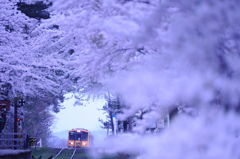 花霞の朝