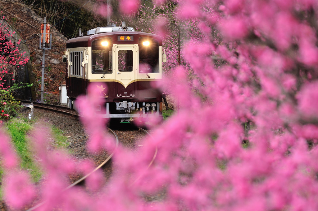 PINKY☆TRAIN