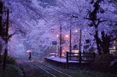 春の雨に濡れても