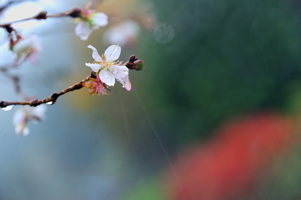 戸惑う桜