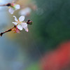 戸惑う桜
