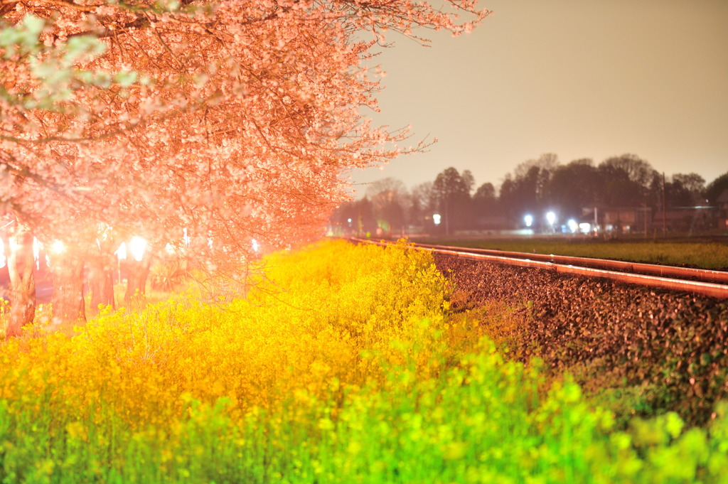 Cherry Blossom