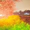 Cherry Blossom