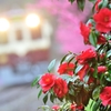 花を咲かそうよ