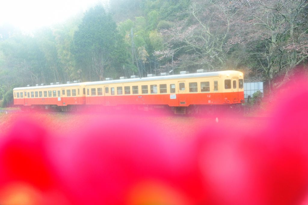 Red Camellia