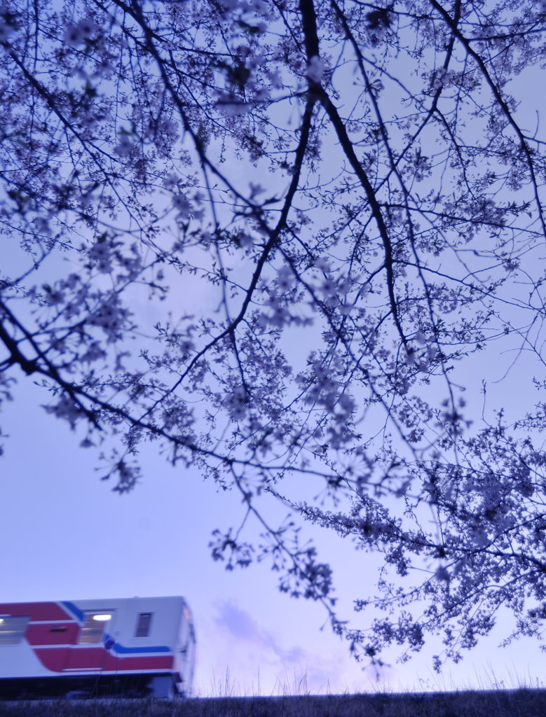 花待ち人