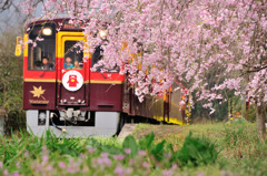 Spring of Life