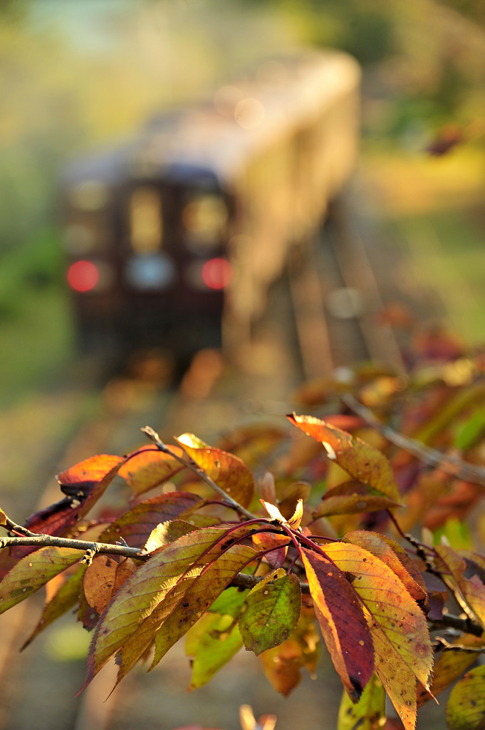 Autum colors