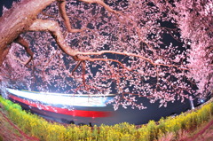 桜の夜に思ふこと