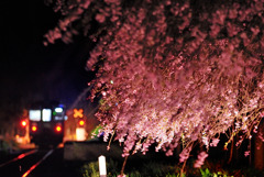 夜風に揺れて