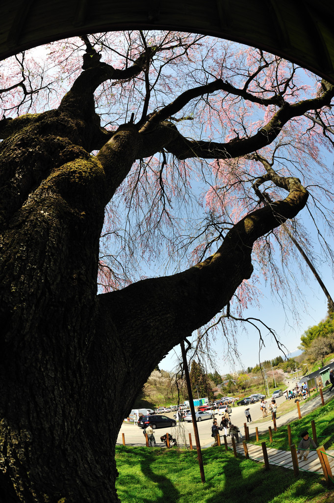 ウチの娘は４００歳