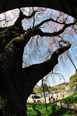 ウチの娘は４００歳