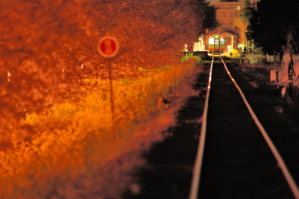 春の夜の夢