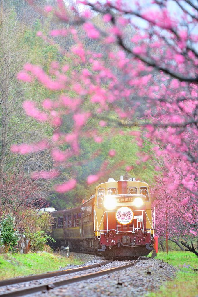 雨の花桃号