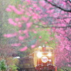 雨の花桃号