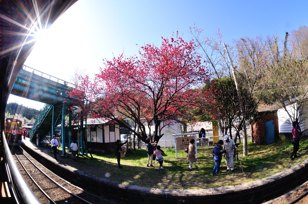 ハナモモ駅に到着～
