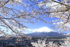 桜に囲まれて。