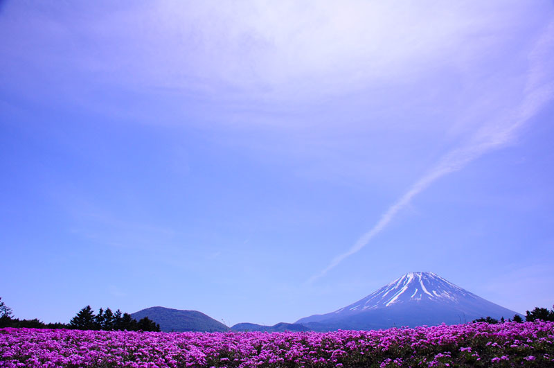 芝桜と富士