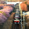 河津桜と赤い電車