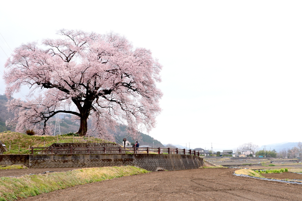 和仁塚の桜
