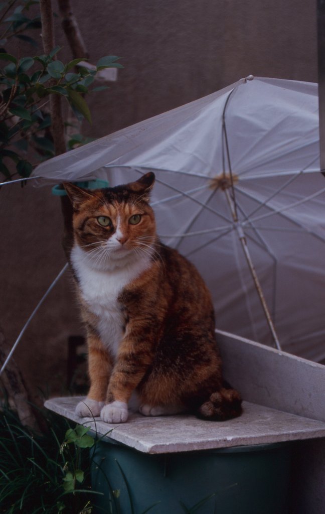 雨宿り