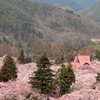 高遠城址公園