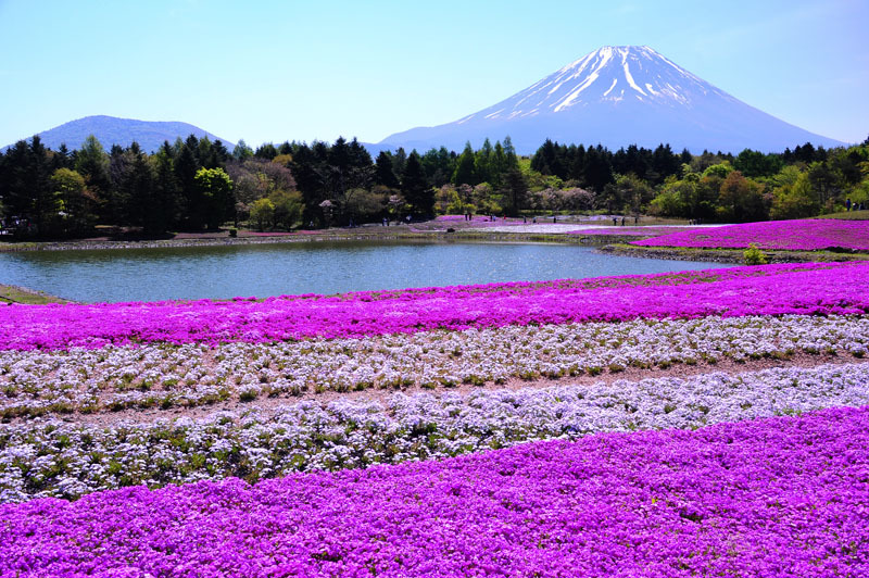 芝桜