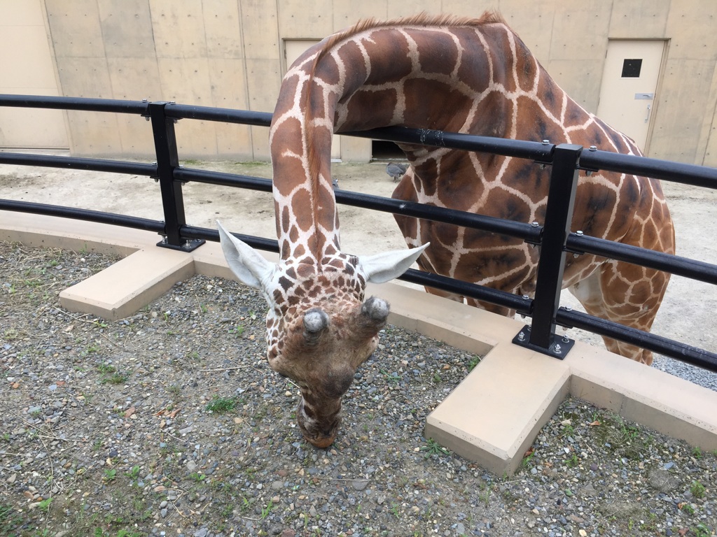 首がやわらかいですね〜！