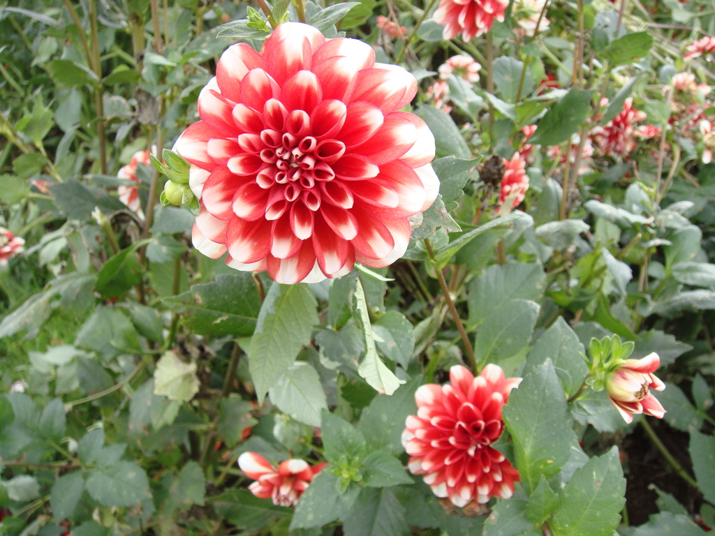 大好きな花