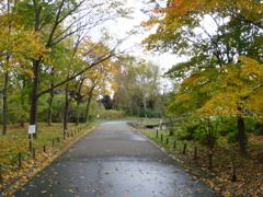 黄色い道