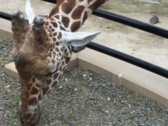 まつ毛が長いキリン