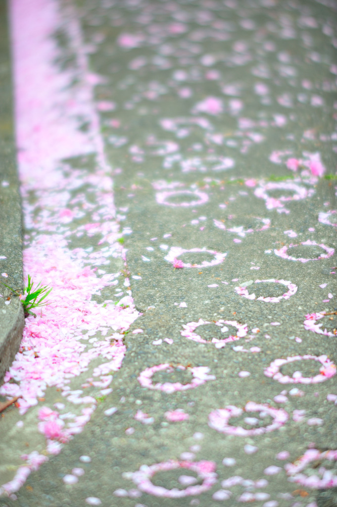 八重桜の吹きだまり