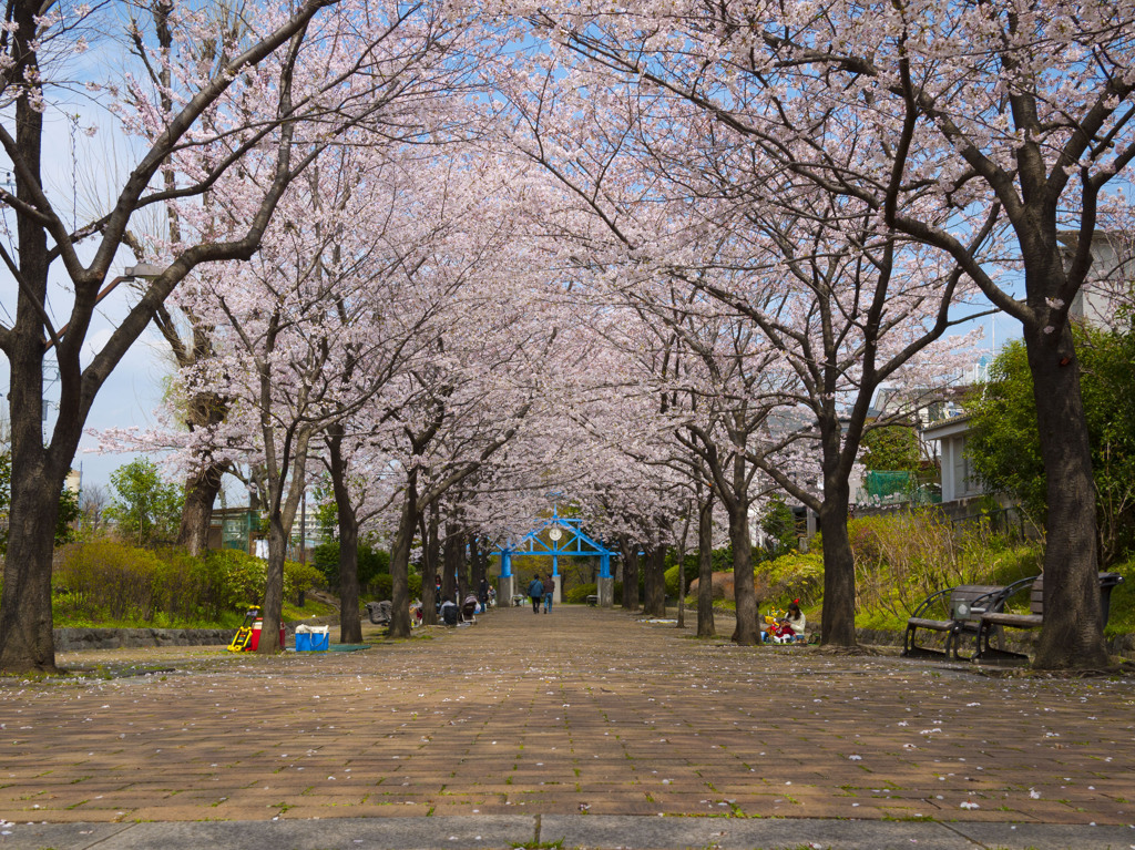 赤羽緑道公園の桜
