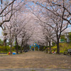赤羽緑道公園の桜