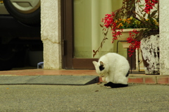 ひなたぼっこ