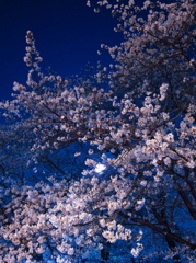 妖艶桜