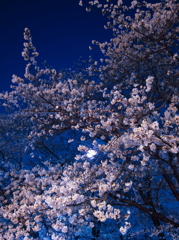 妖艶桜
