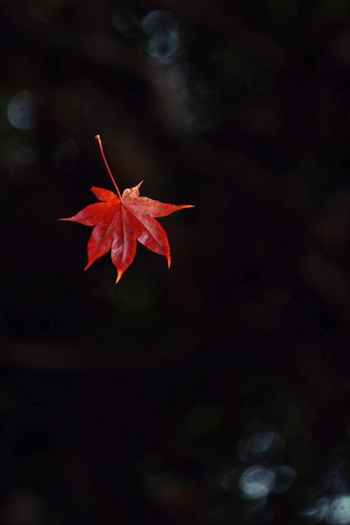 紅、ひらり