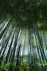 思春期の若竹